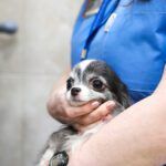 Stomach Cancer in Dogs