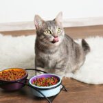 Probiotics for Cats