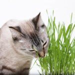 Cat eating grass