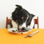 Best dog food A dog eating food from a plate while sitting at a table