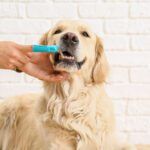 dog getting teeth cleaned with dog toothpaste