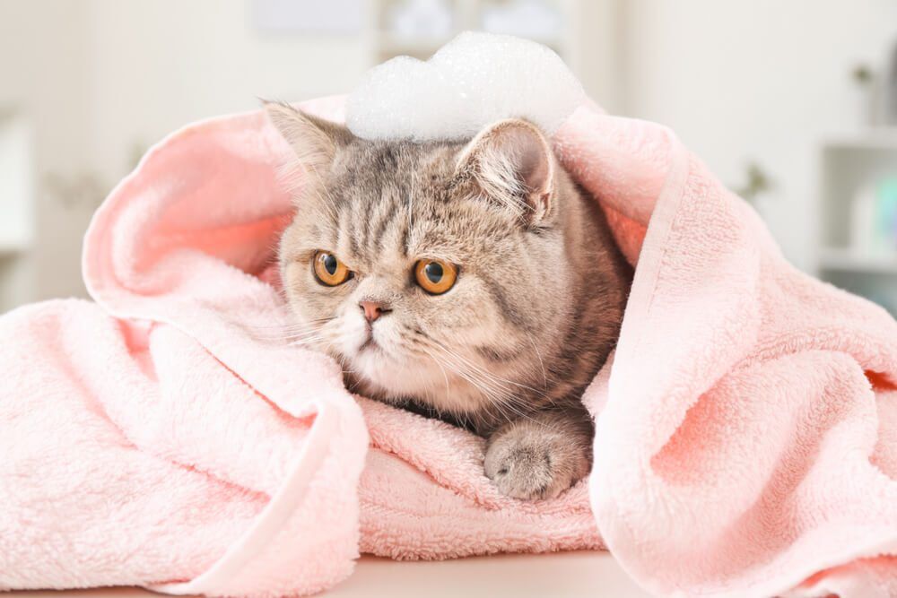 TheBest6CatShampoosOurTopPicksReviews  TotalVet cat wrapped up in a towel after getting a bath