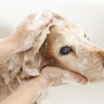 oatmeal shampoo for dogs