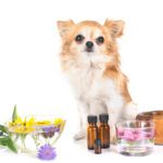 essential oils for dogs
