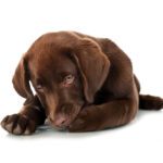 Using Neosporin on Dogs