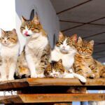 Clowder Group of Cats