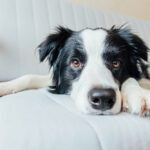 Glucosamine for Dogs