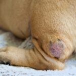 Mast Cell Tumor Dog