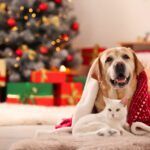 holiday pet safety