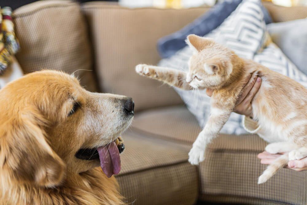 howtointroduceacattoadog  TotalVet how to introduce a cat to a dog