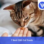 Best CBD Cat Treats
