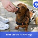 Best CBD Oil For IVDD Dogs