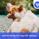 Best CBD Oils For Dogs with Allergies