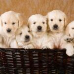 puppies for sale