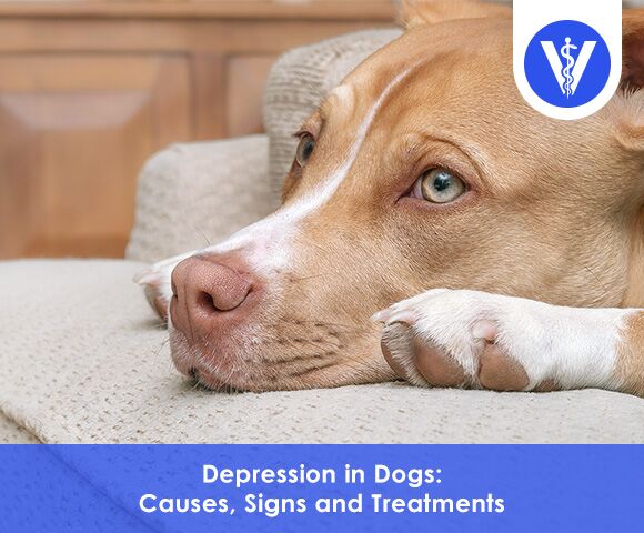 Depression in Dogs Symptoms Causes Treatments  TotalVet Depression in Dogs Symptoms Causes Treatments