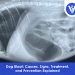 Bloat in dogs