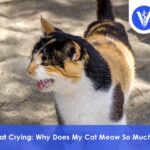 Cat Crying