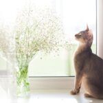is babys breath toxic to cats