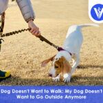 My Dog Doesnt Want to Go Outside Anymore