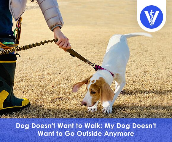 My Dog Doesnt Want to Go Outside Anymore  TotalVet My Dog Doesnt Want to Go Outside Anymore