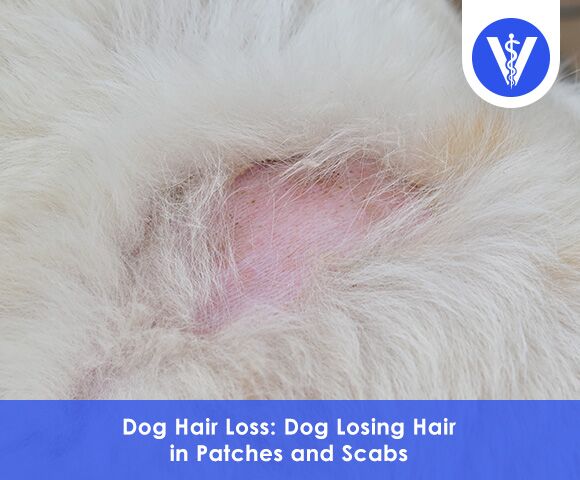 Dog Hair Loss  TotalVet Dog Hair Loss