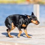 Dogs with sensory issues a small sized dog looking afraid