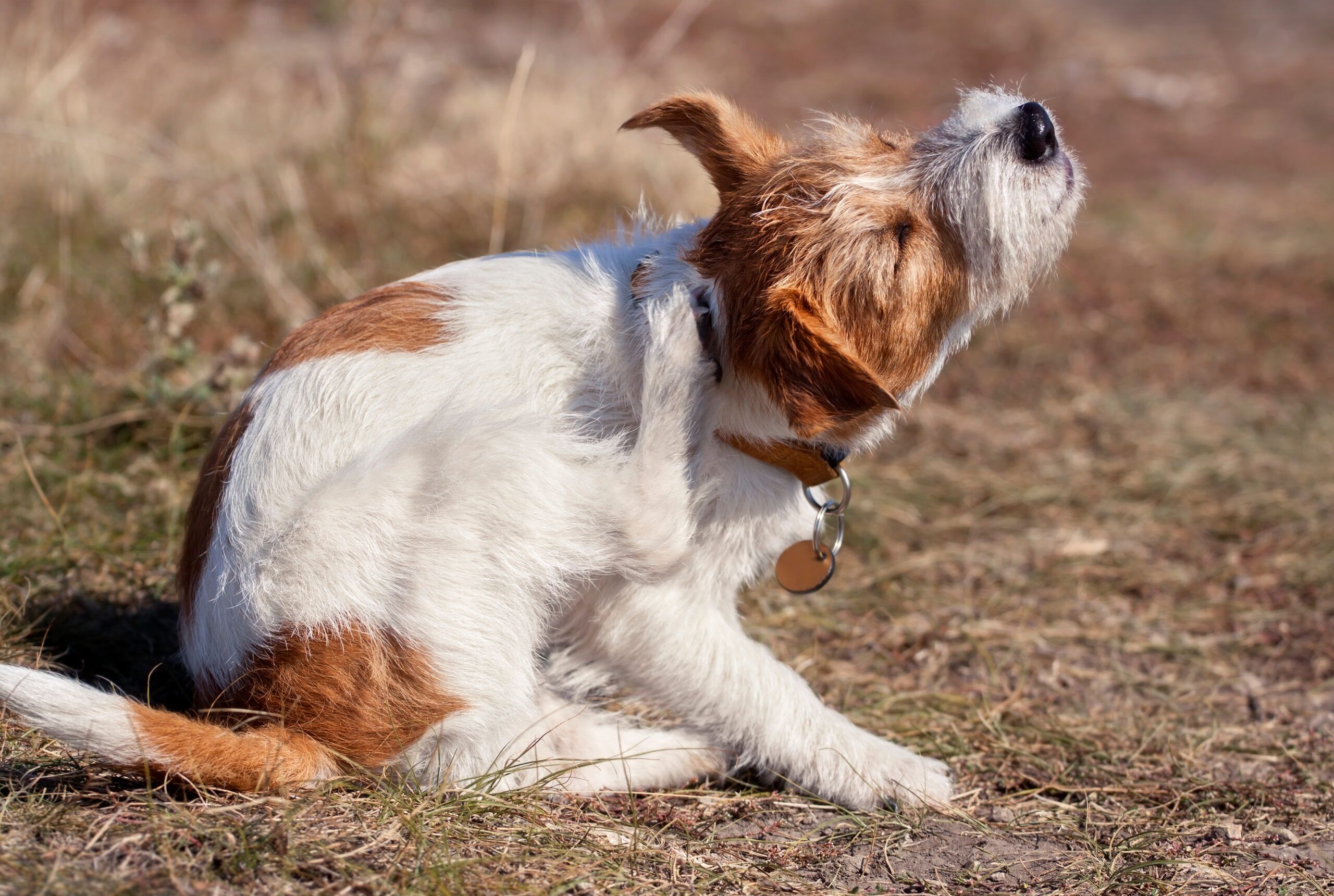 Contact Dermatitis in Dogs A dog scratching its ear
