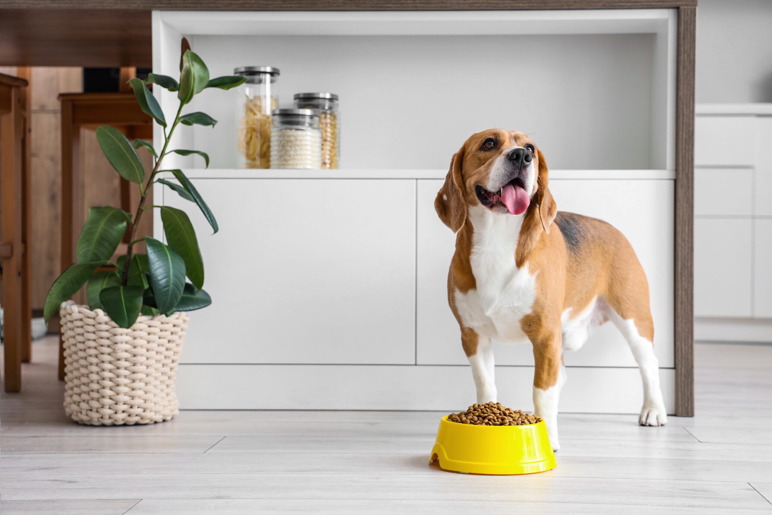 Are Chicken Hearts Good for Dogs