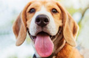 Vitamin B12 for Dogs: What You Need to Know