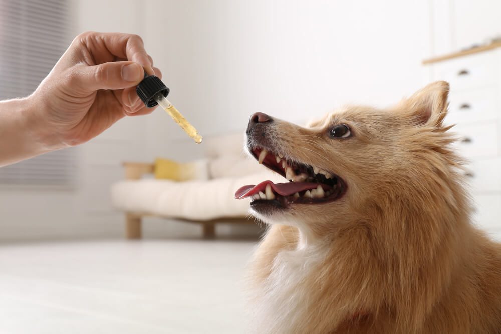 TheBestJointSupplementforDogsWithHipDysplasia Total Vet joint supplement for dogs with hip dysplasia