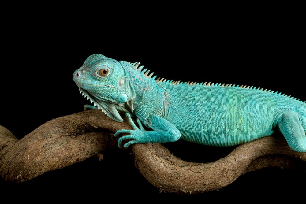 shutterstock1808163082 Total Vet exotic pets statistics