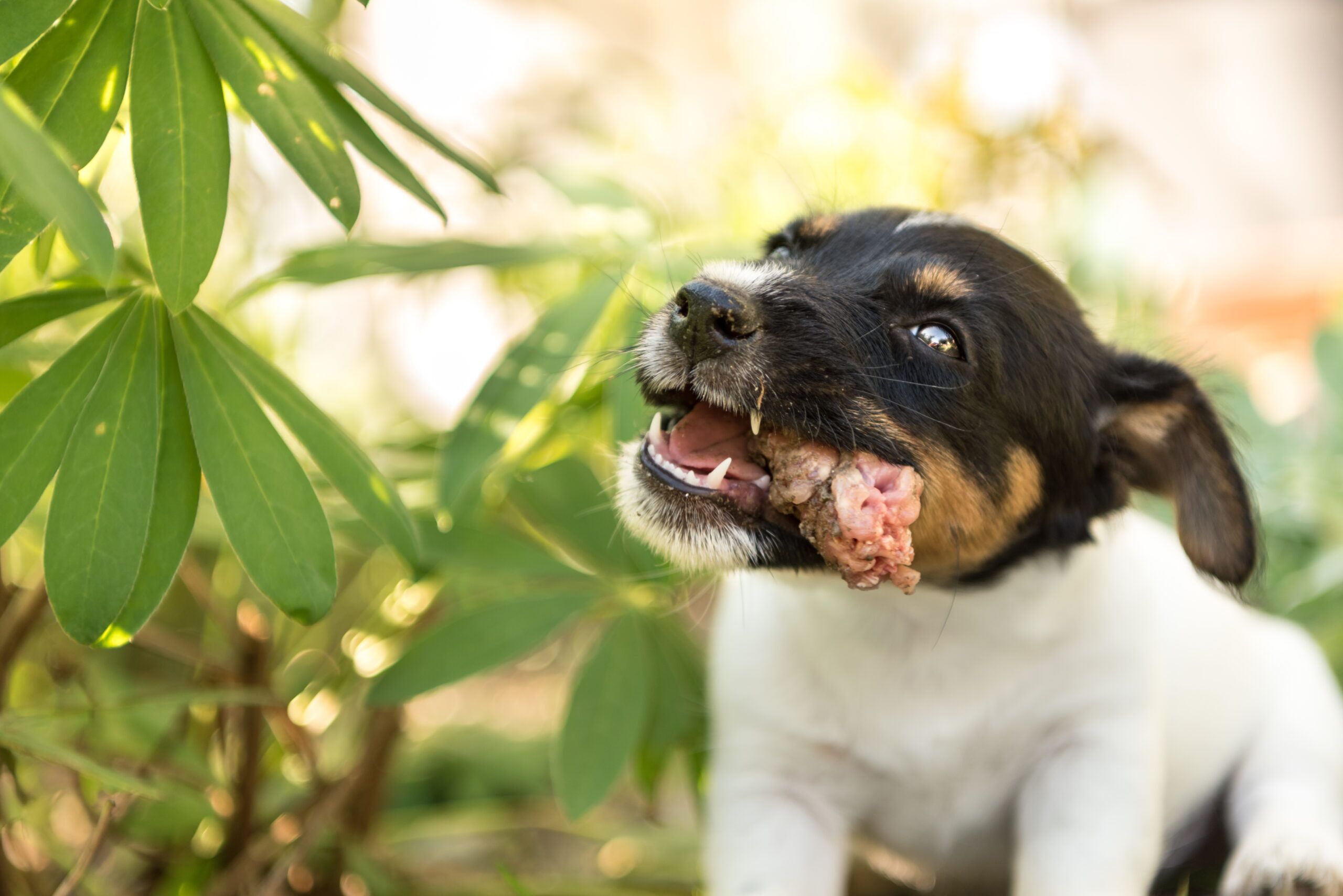 Can Dogs Eat Chicken Necks Total Vet