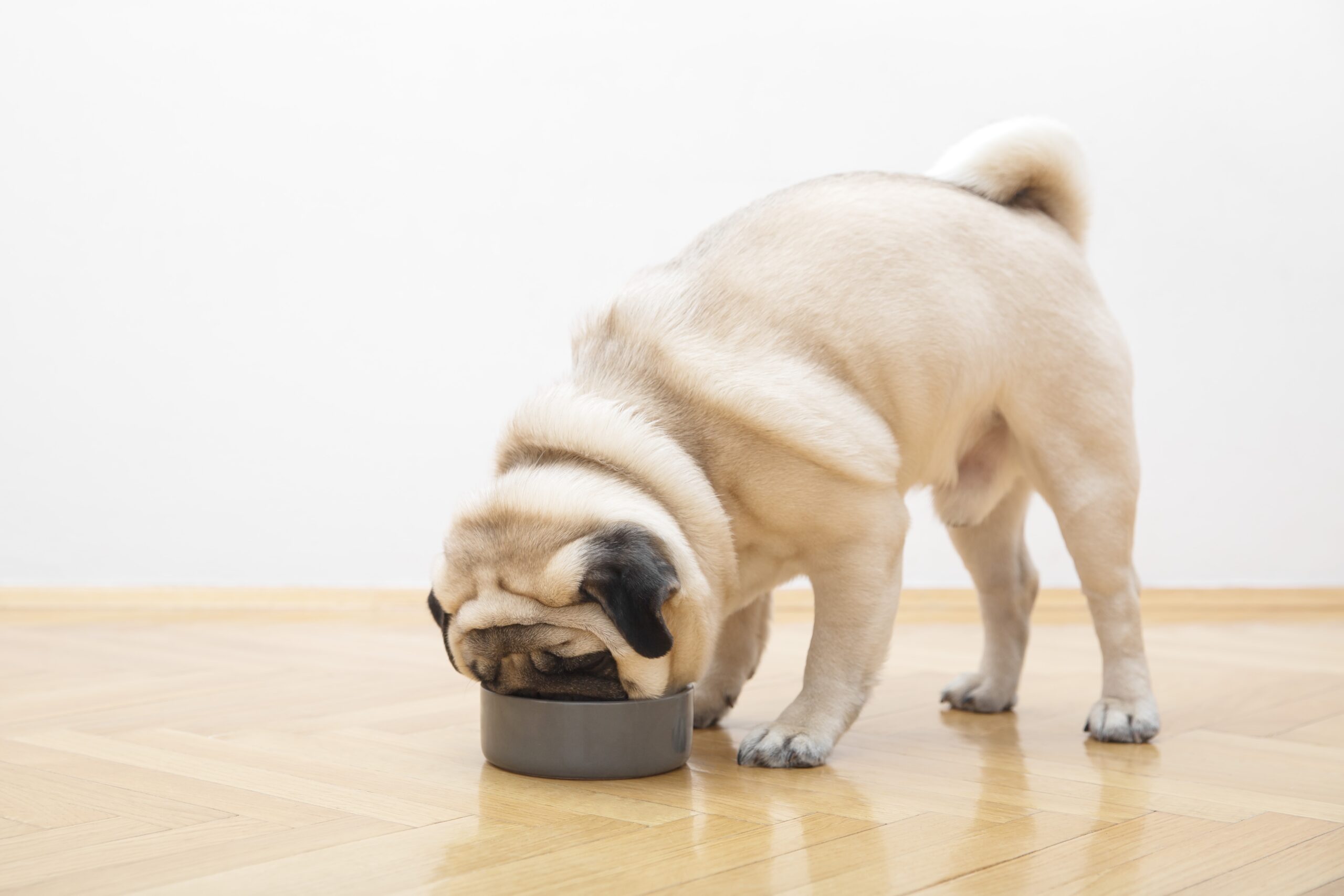 Can Dogs Eat Chicken Skin Total Vet Can Dogs Eat Chicken Skin A dog eating its food