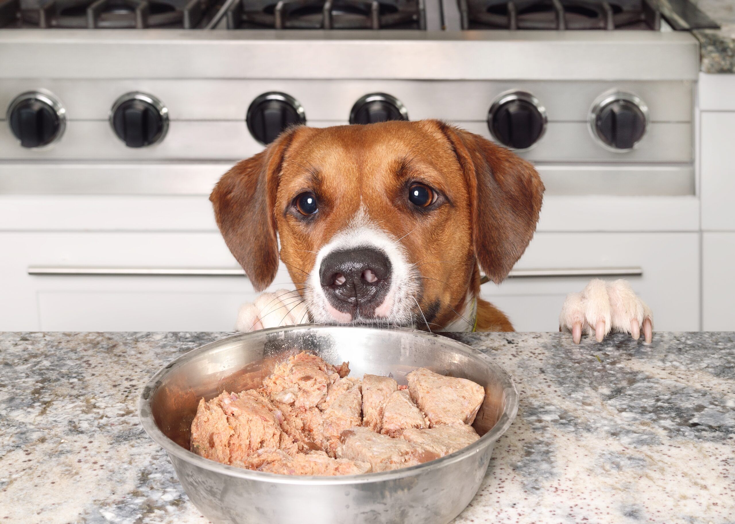 Can Dogs Eat Raw Chicken Total Vet Can Dogs Eat Raw Chicken A dog waiting to eat his food