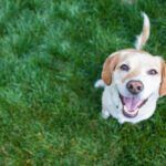 Anti Inflammatory for Dogs