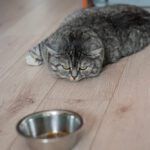 Cat Not Eating 10 Probable Reasons Why