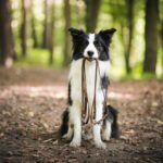how to find a lost dog