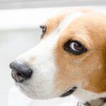 Whale Eye Dog