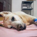 Bladder cancer in dogs A sick dog lying on a table at a vet clinic
