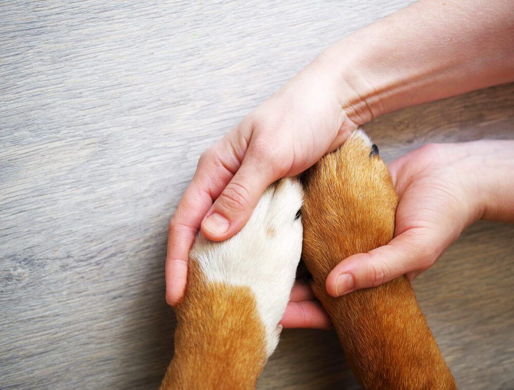 shutterstock580012318 Total Vet FirstVet