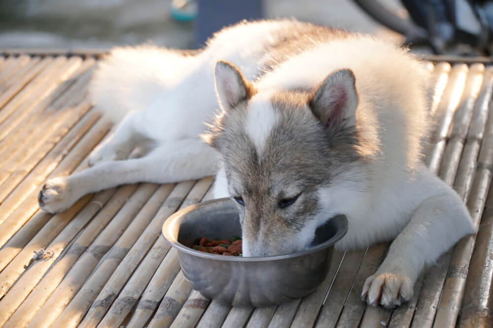 IAMSDogFoodReviewedProsConsandIngredientAnalysis TotalVet IAMS Dog Food