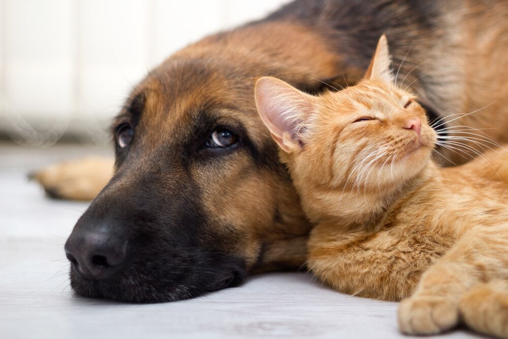 CloseUpCatAndDogTogetherLyingOnTheFloor TotalVet cat and dog cuddling together