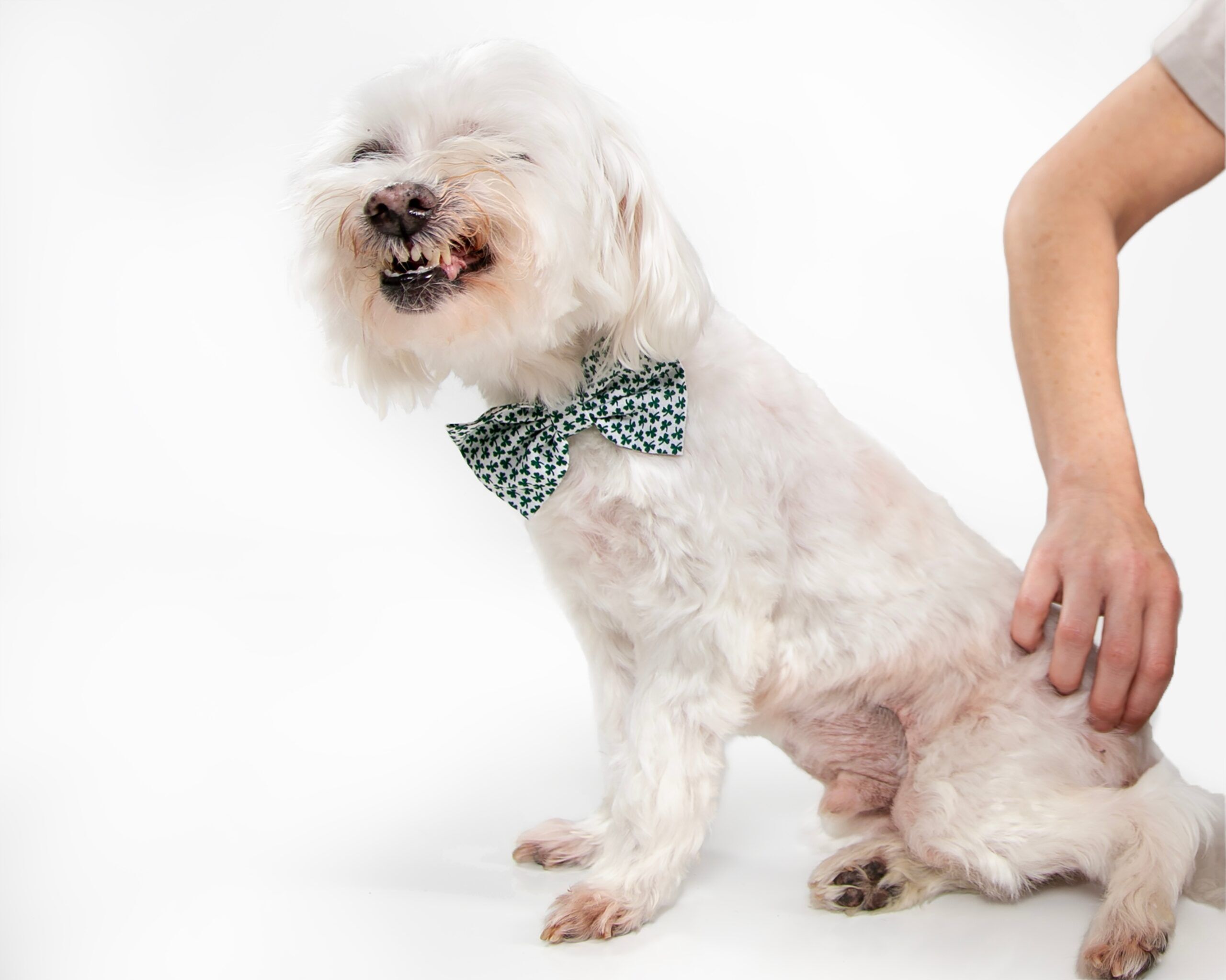 Seasonal Allergies in Dogs A dog getting vaccinated