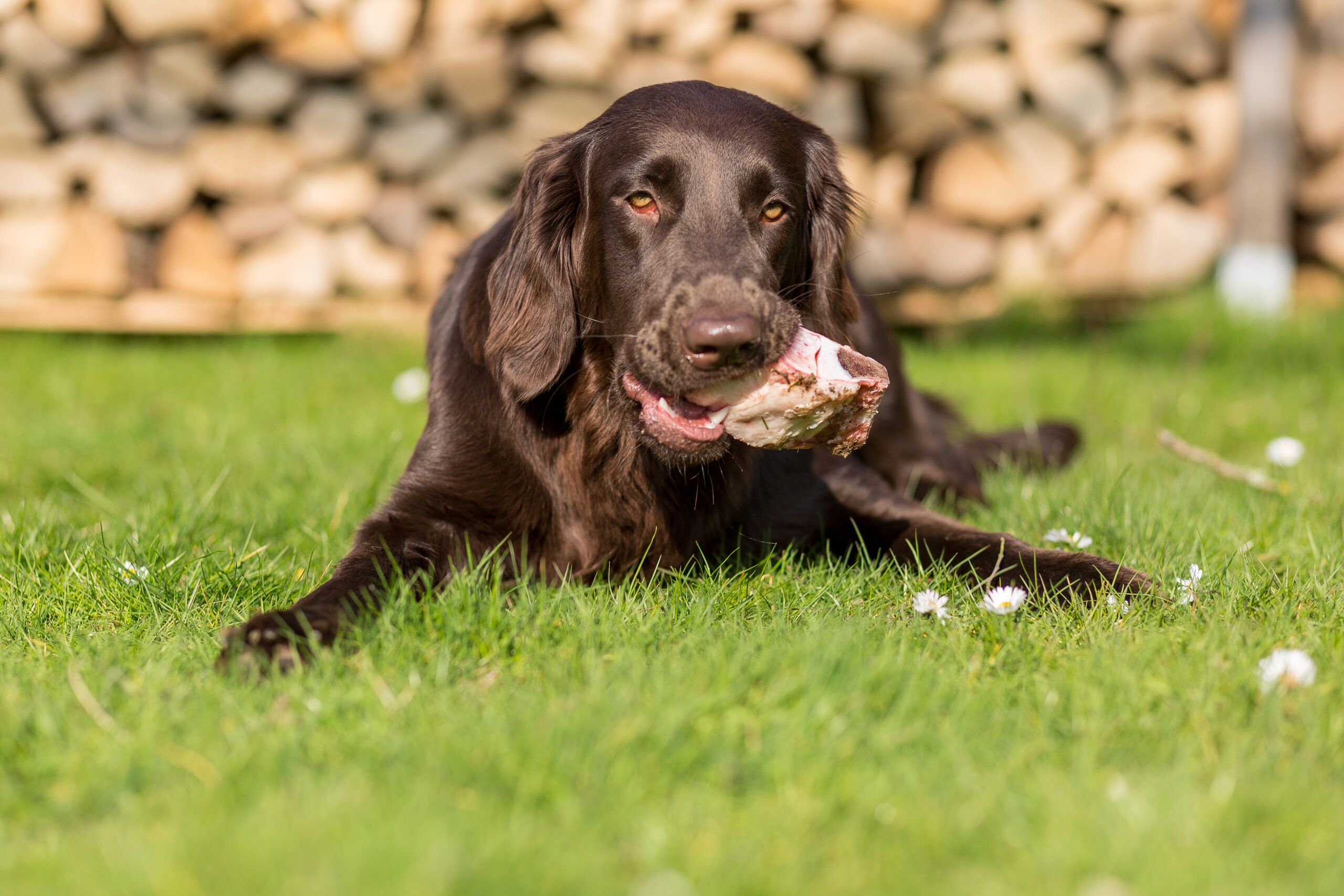 How to boil chicken for dogs A dog eating a piece of chicken while lying down