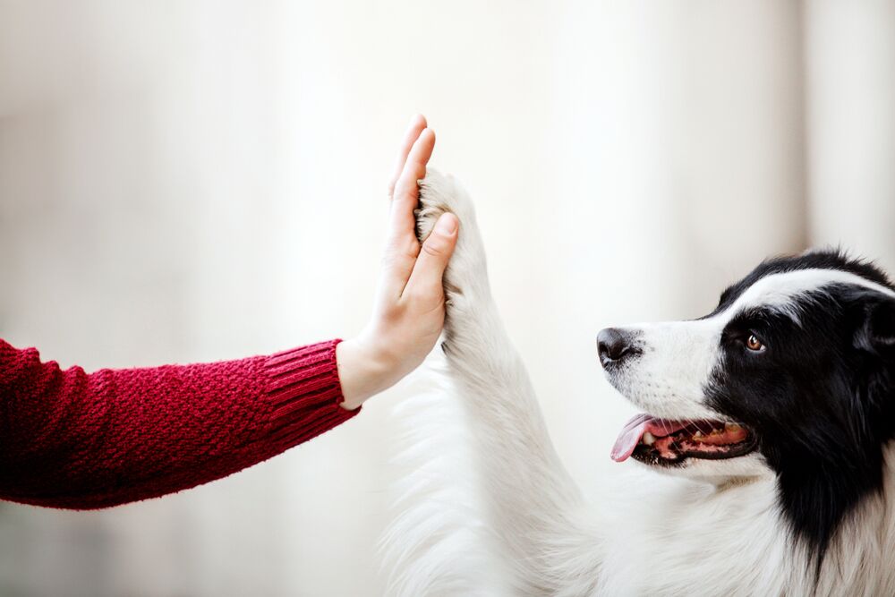 dog giving paw