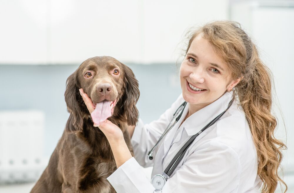 veterinarian salary