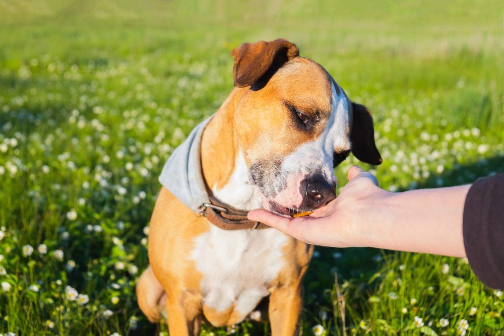 Colloidal Silver For Dogs