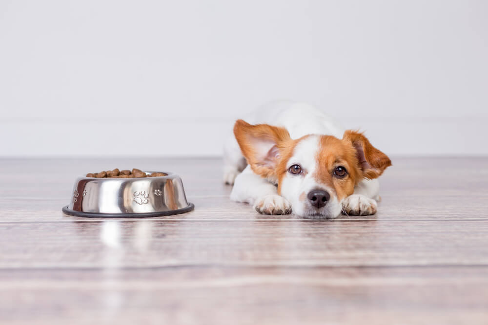 digestive enzymes for dogs