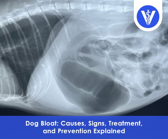 Bloat in dogs