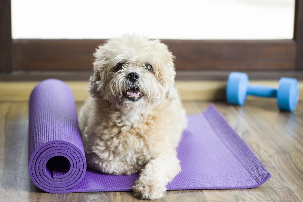 DogSittingOnAYogaMatConcentratingForExerciseAnd Total Vet 14 Fun Ways You can Practice Dog Exercises
